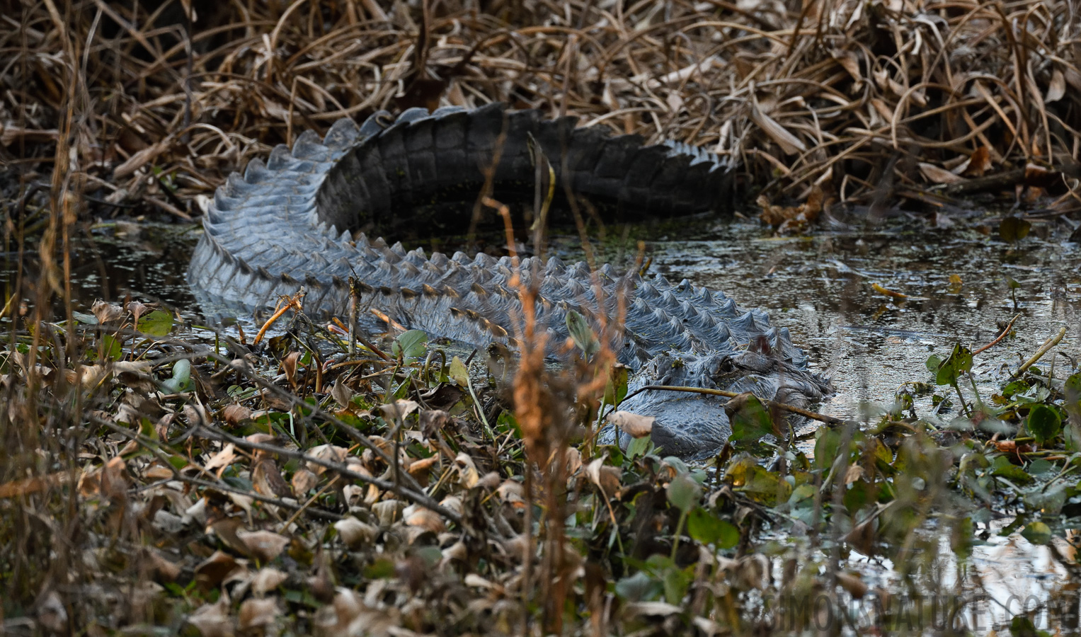Alligator mississippiensis [400 mm, 1/320 Sek. bei f / 8.0, ISO 2500]